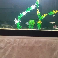 ماهی آکواریومی