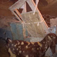 بز پاکستانی|حیوانات مزرعه|فیروزه, |دیوار