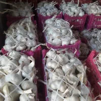 سیر سبد ۲کیلویی