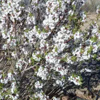 نیازمند نیروی کار باغبانی نیمه وقت محدوده داران