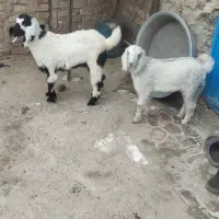 دوعددکره سالم