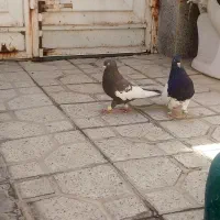 نر بهبونی سینه قهوای کله سیا