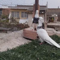 طوقی جفت نر|پرنده|گنبد کاووس, |دیوار