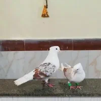 کبوتر عاص کلکسیونی