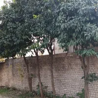 خریدار نارنج نقدی