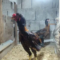 یک جفت لاری ۷ ماهه