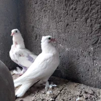 کبوتریاهو.ومعمولی