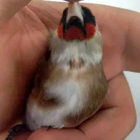 سهره طوق دار