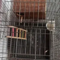قفس|لوازم جانبی حیوانات|تهران, مهرآباد جنوبی|دیوار