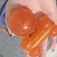 سگ پامر روباهی|سگ|کرمانشاه, |دیوار