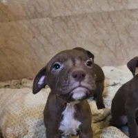 واگزاری تعدادی توله پیتبول اصیل