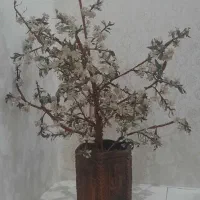 فروش گل وگلدون