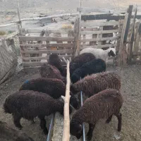 بره افشار ده راس فقط هفتاد میلیون