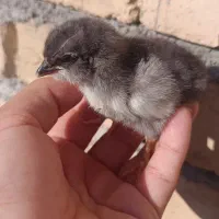 جوجه گلین چهلتاج ریش