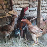 مرغ وخروس لاری