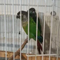 جفت مولد گرینچیک جفت قناری نرو ماده|پرنده|فردوس (خراسان), |دیوار