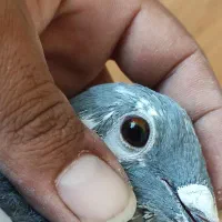 کبوتر پرشی و جفت گاه|پرنده|بیرجند, |دیوار