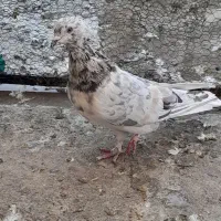 پرشی و یاهو|پرنده|قم, نخودی|دیوار