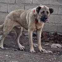 واگذاری سگ سرابی نر