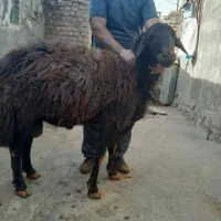 قوچ|حیوانات مزرعه|خاوه, |دیوار