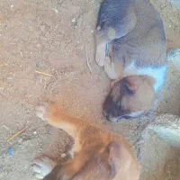 توله گله ای|سگ|تربت جام, معدآباد|دیوار