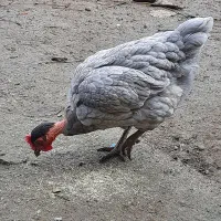 برهما لایت رومانی ۶ماهه|حیوانات مزرعه|آستارا, |دیوار