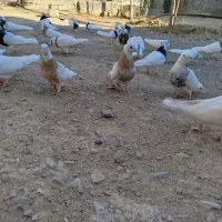 طوقی|پرنده|دهگلان, |دیوار