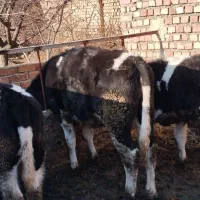 3راس‌گوساله