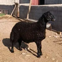 بره قورچ سیاه قره قزل
