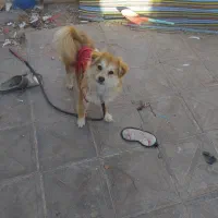 سگ پوزه روباه واکسن زده