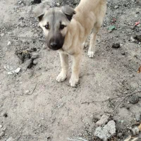 واگذاری توله نر سرابی|سگ|اردبیل, |دیوار