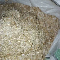 کاه کلزا با بهترین کیفیت