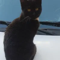 تیبا ۲تمیز ۹۷|خودرو سواری و وانت|تبریز, |دیوار