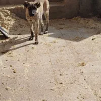 سگ اینده دار