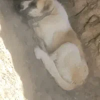 سگ سرابی