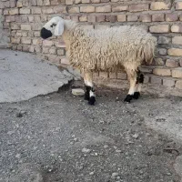 بره ماده چاق