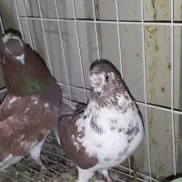 همه پرنده ها پامیل وبازی|پرنده|بندر ماهشهر, |دیوار