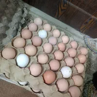 تخم مرغ بومی