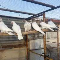 کبوتر کله ایی