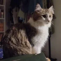 واگذاری گربه باهوش و مهربان|گربه|تهران, هروی|دیوار