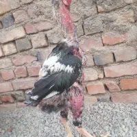 خروس ترک|حیوانات مزرعه|خاش, |دیوار