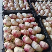 سیر درجه ۱ صادراتی دشت مغان