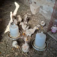 ۱۱ عدد نیمچه مرغ محلی دورگه لاری