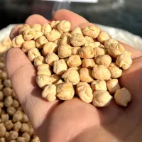 نخود و لوبیا و تخمه|خوردنی و آشامیدنی|تهران, مولوی|دیوار