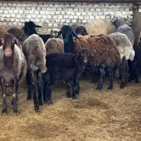 گوسفند زنده