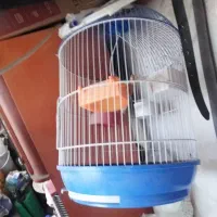 قفس پرنده