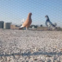 کفتر|پرنده|مرودشت, ژیان|دیوار