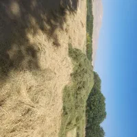 یونجه خشک شده زمین کشاورزی