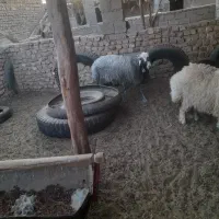 بره ی نر و ماده|حیوانات مزرعه|رفسنجان, |دیوار