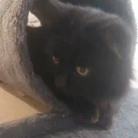 گربه مشکلی پیدا شده